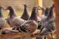 Poštové holuby Maťa Šmondrka