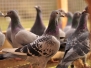 Poštové holuby Maťa Šmondrka