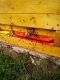 včielky-na-letáku