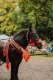 DSC04319_800x1200